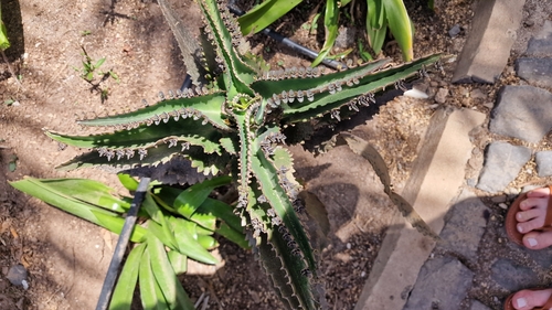 Image of Kalanchoe daigremontiana by no rights reserved