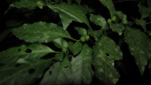 Solanum delicatulum