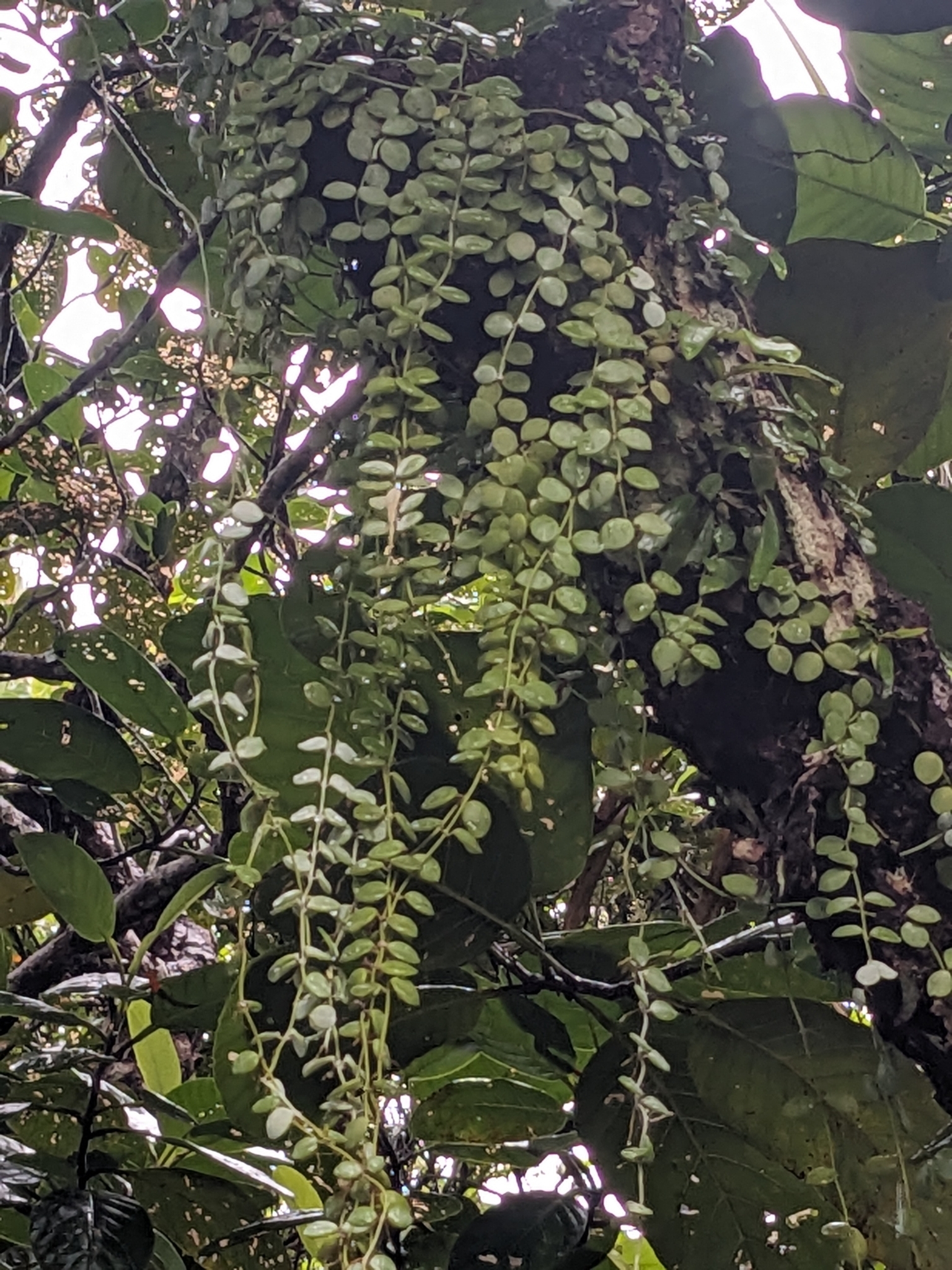 Imagem de Corda-de-sapo