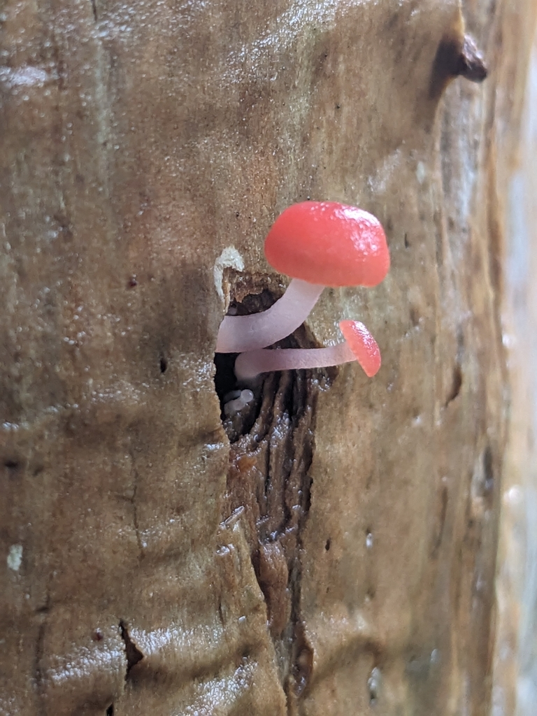 Mycena roseilignicola · March 2025 · photo: © holocene_matt (iNaturalist, cc-by)