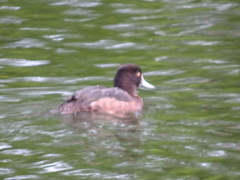 Aythya fuligula