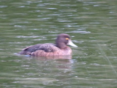 Aythya fuligula