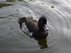 Aythya fuligula