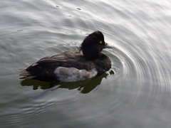 Aythya fuligula