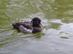 Aythya fuligula