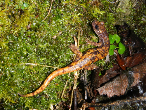 Strinati's Cave Salamander, Toscana, IT, photo 6 of 10