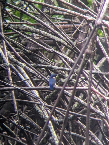 Little Kingfisher (Ceyx pusillus), photo 10