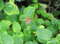 Acalypha pendula