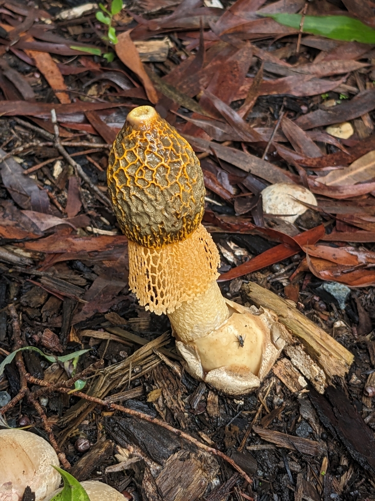 Phallus multicolor · March 2025 · photo: © holocene_matt (iNaturalist, cc-by)