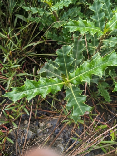 Image of Acanthus ilicifolius by (c) Matthew Borella, some rights reserved (CC BY)