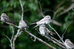 Chordeiles rupestris