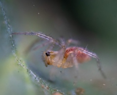 Araneae