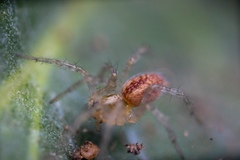 Araneae