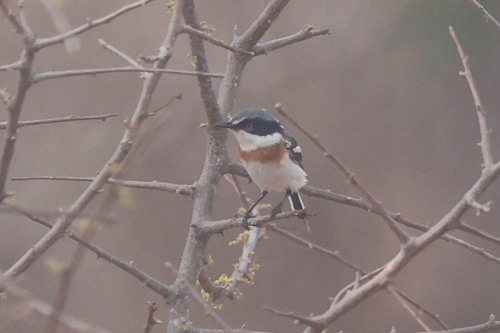 Pygmy Batis (Batis perkeo), photo 2