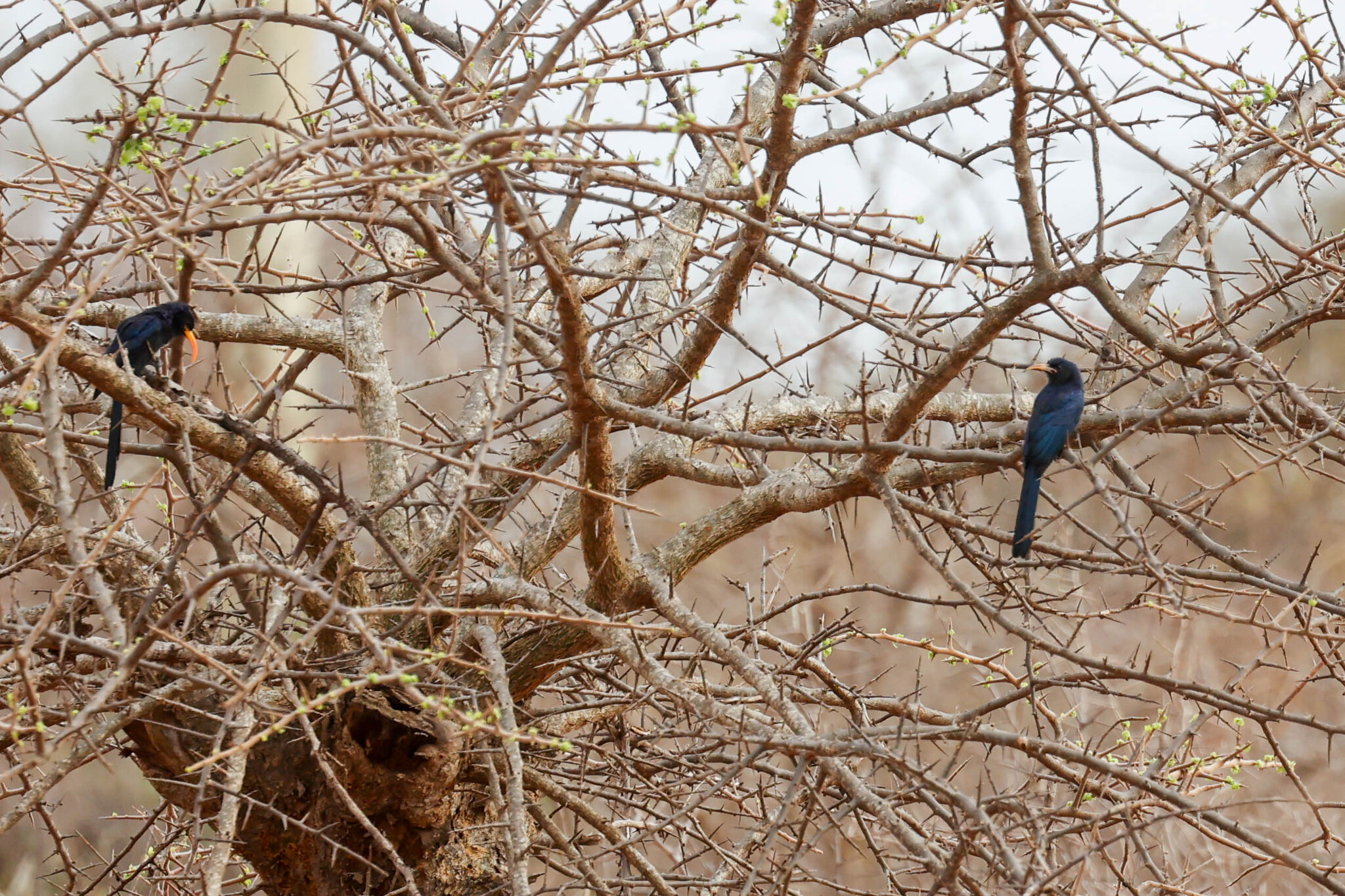 Abyssinian Scimitarbill (Rhinopomastus minor), photo 6
