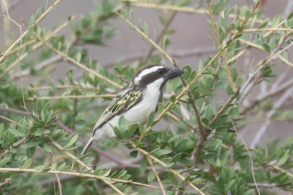 Black-throated Barbet (Tricholaema melanocephala), photo 5