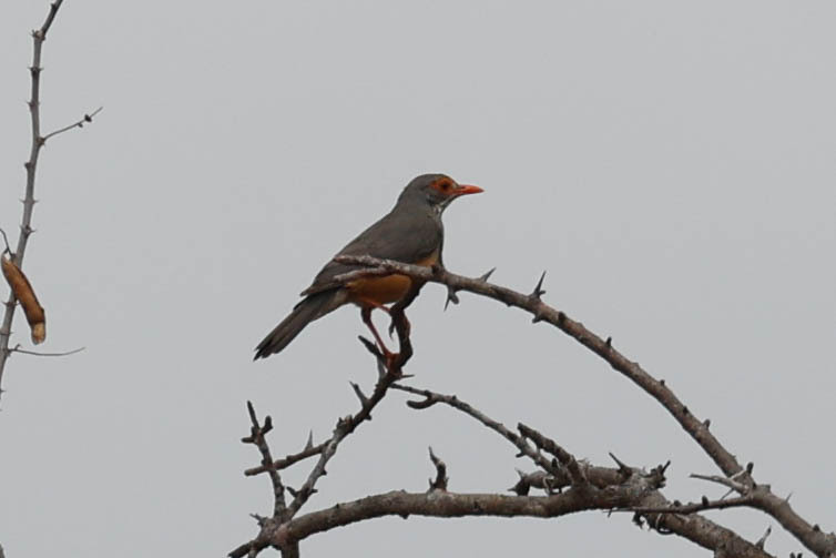 Bare-eyed Thrush (Turdus tephronotus), photo 8