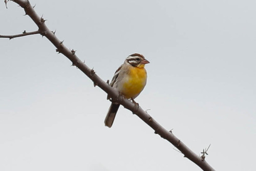 Somali Bunting (Emberiza poliopleura), photo 4