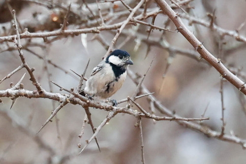 Acacia Tit (Melaniparus thruppi), photo 3