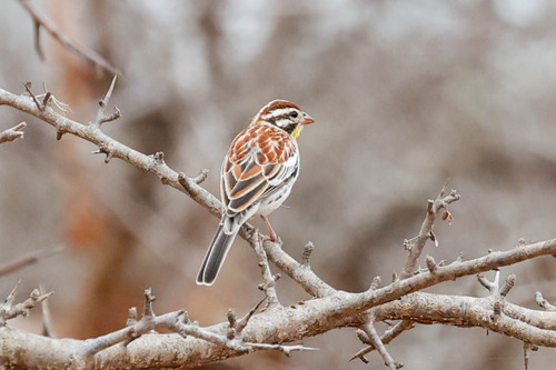 Somali Bunting (Emberiza poliopleura), photo 3