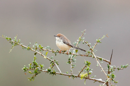 Red-fronted Prinia (Prinia rufifrons)
