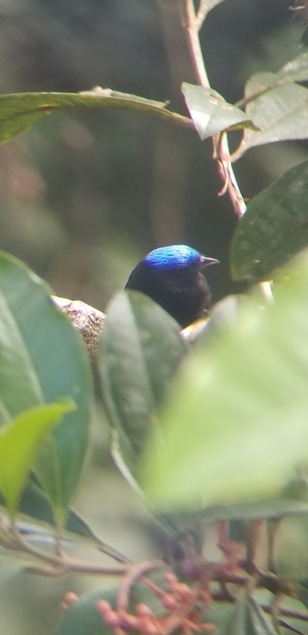 Blue-capped Manakin illustration