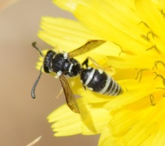 Stenodynerus blandus