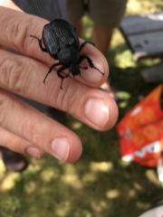 Osmoderma scabra