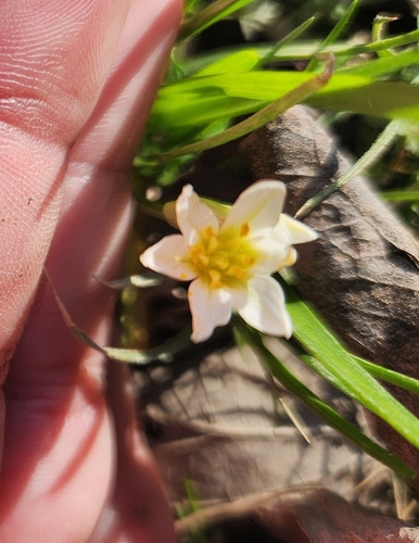 Nothoscordum bivalve iNat (3)