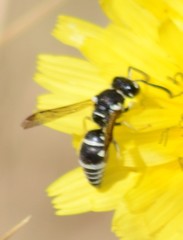 Stenodynerus blandus