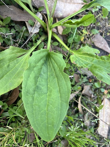 Foto de Tanchagem