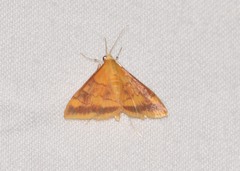 Pyrausta onythesalis