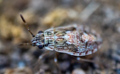 Hemiptera