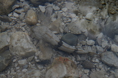 Cottus gobio