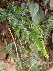 Pteris dispar