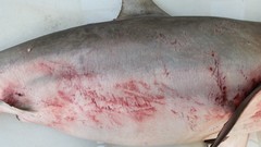 Carcharhinus brachyurus