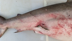 Carcharhinus brachyurus