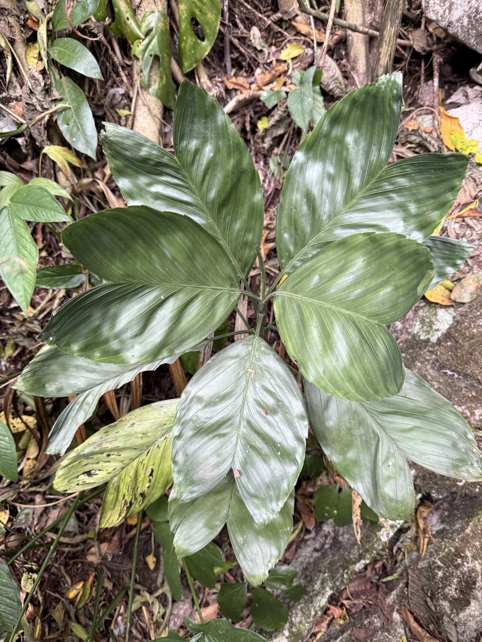 Metallic palm