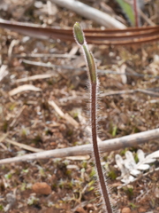 Caladenia catenata