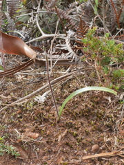 Caladenia catenata
