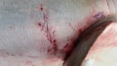 Carcharhinus brachyurus