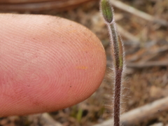 Caladenia catenata