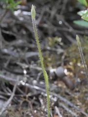 Caladenia catenata