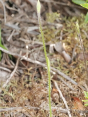 Caladenia catenata