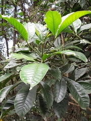 Melicope semecarpifolia