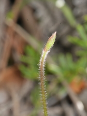 Caladenia catenata