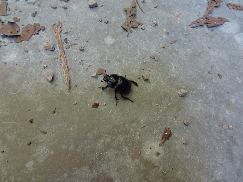 lajniak hôrny (Anoplotrupes stercorosus)