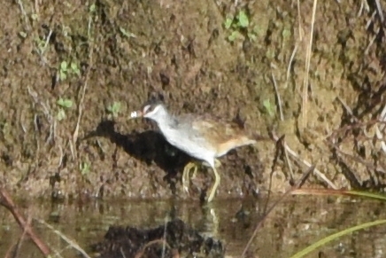 White-browed Crake