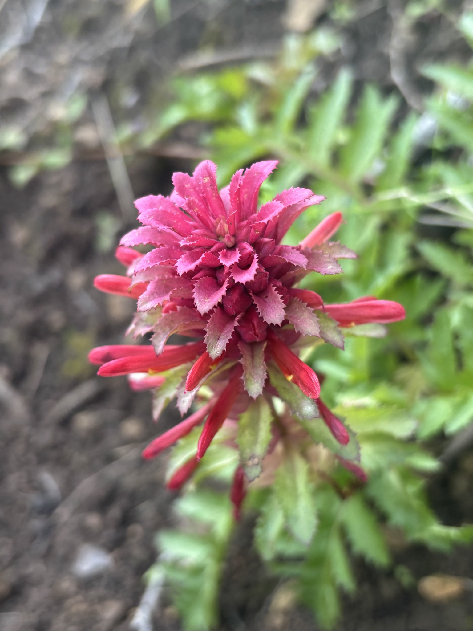 Pedicularis densiflora