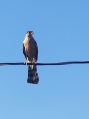 Accipiter cooperii